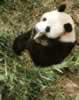 PANDA1.jpg (74,776 bytes)